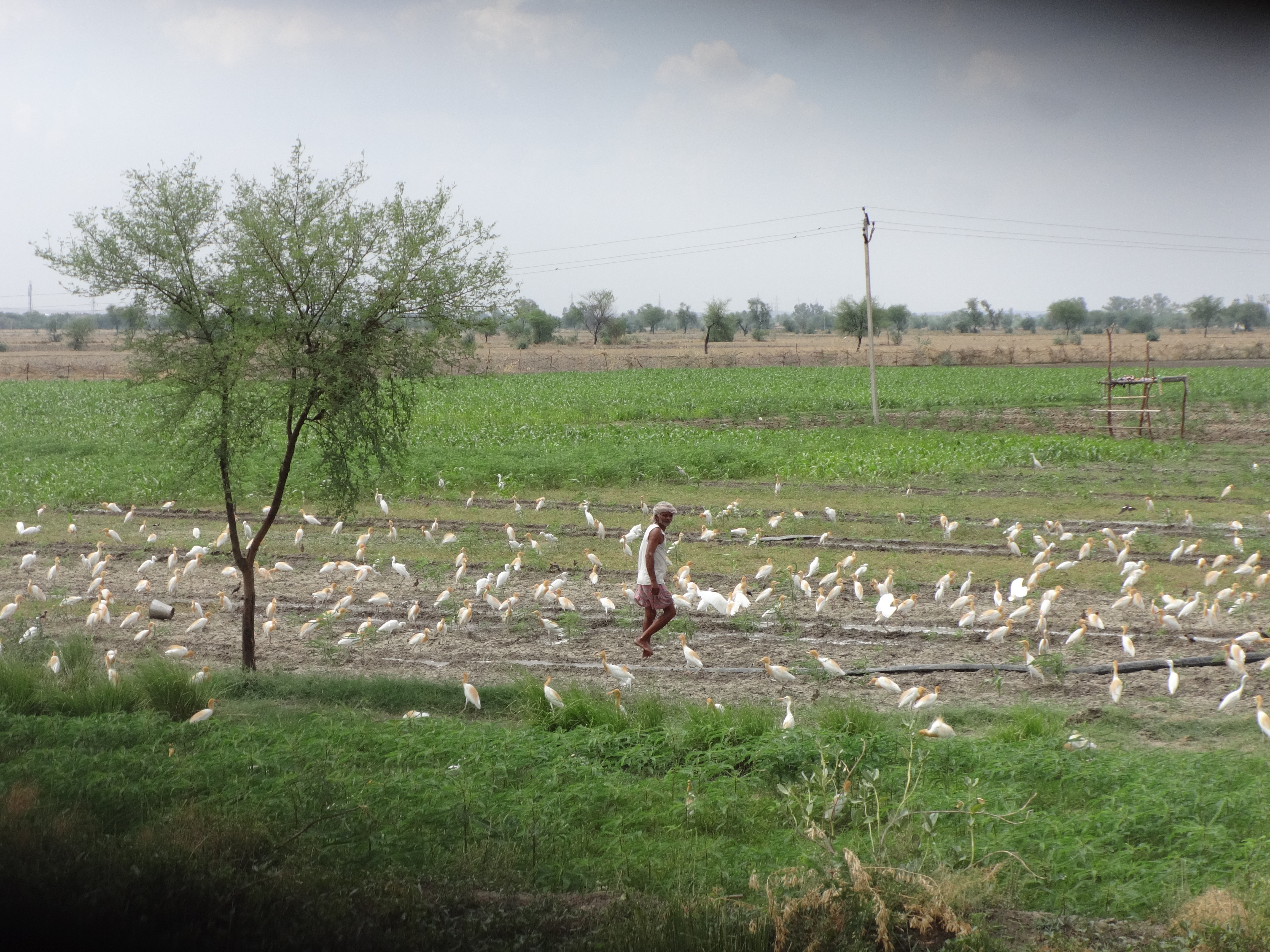 खेत में पानी लगातौ किसान