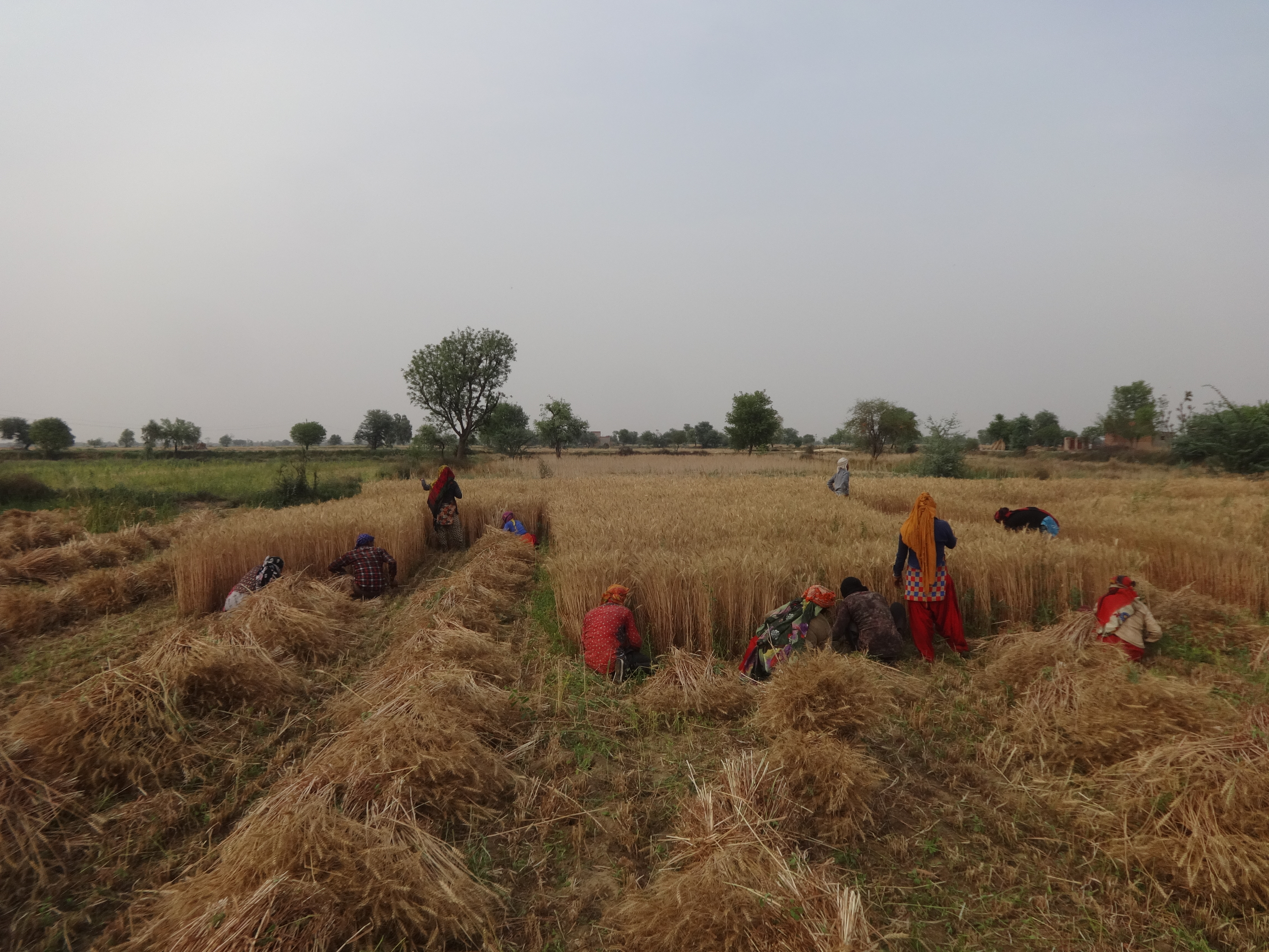 गेंहून की कटाई करते हुऐ किसान